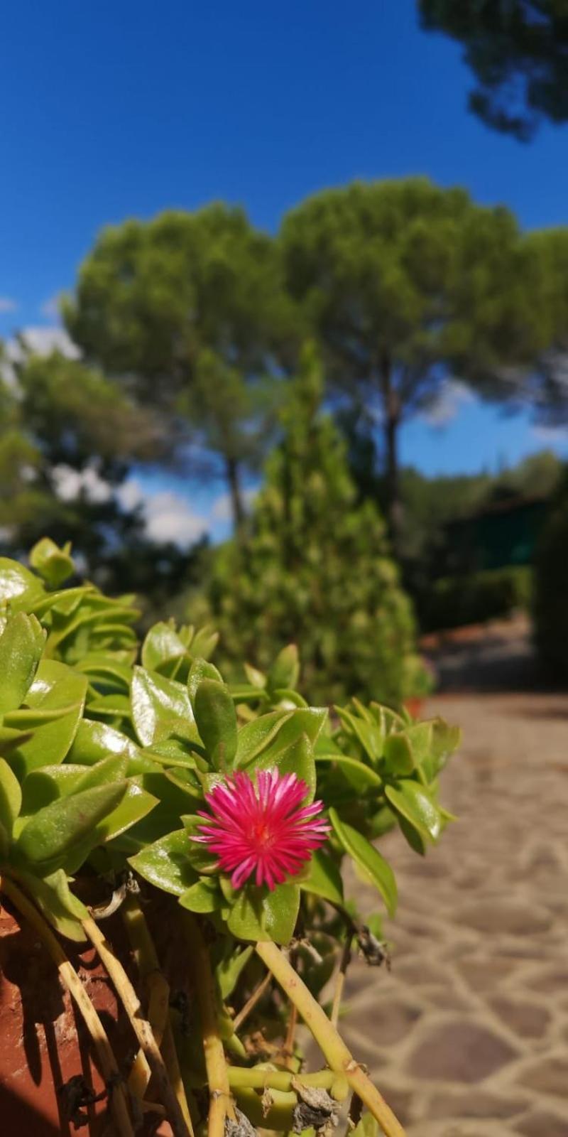 Villa Santa Margherita - La Suvera Ponte A Bozzone Екстер'єр фото